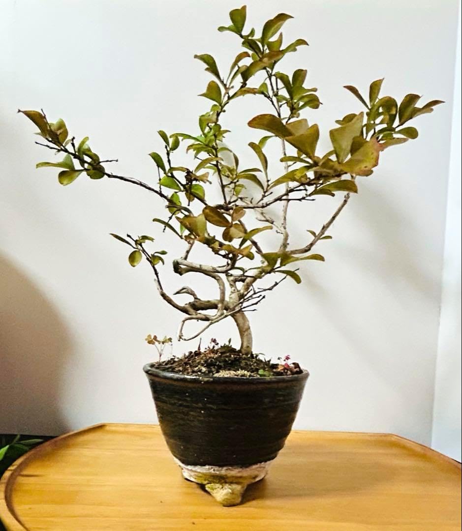 小品盆栽 百日紅 サルスベリ 苔付 鉢付 小品盆栽 姫百日紅サルスベリ 小品盆栽 百日紅 サルスベリ 苔付 鉢付 小品盆栽 姫百日紅サルスベリ